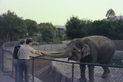 Mission LA Zoo 1975-11-IMG00107